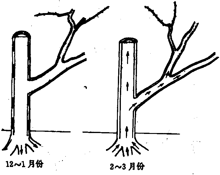 整形修剪的時(shí)期